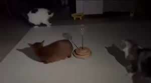 그림자로 괭이놀리기