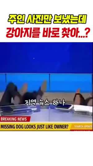 주인 사진만 보냈는데 강아지를 바로 찾았다고?