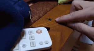 손가락 끝으로 파리잡기 달인