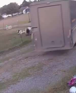 주인이 교통사고 나면 드러누우랬어