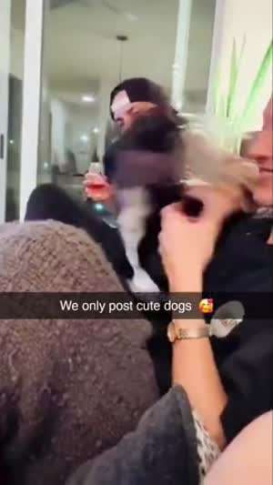 소리] 개같은 댕댕이들...mp4