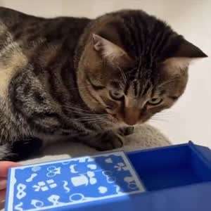 냥이 한테 마술 보여줌.gif