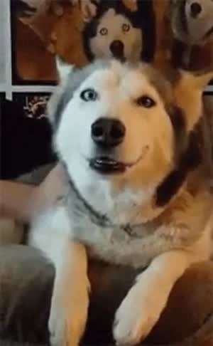 주인을 위해 지루한 영화를 함께 관람해주는 허스키.