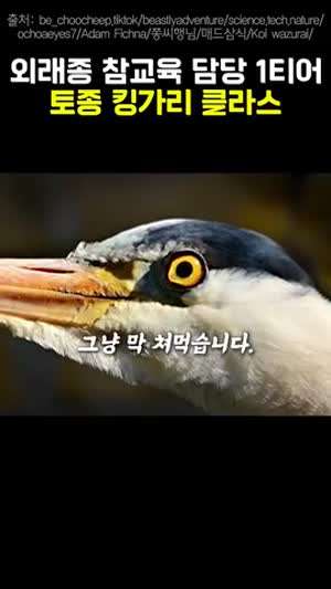 그냥 막 쳐먹습니다. 외래종 참교육 담당 1티어, 토종 킹가리 클라스.