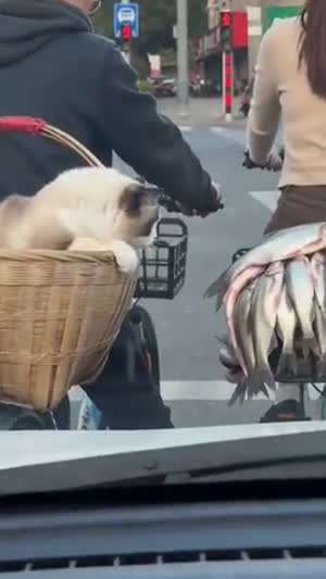 [동물시리즈] 고양이