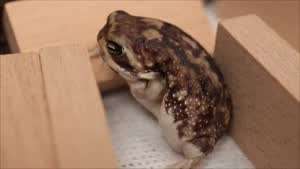 주말 이토인들 모습