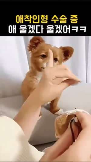 애착인형 수술 구경하는 댕댕이.