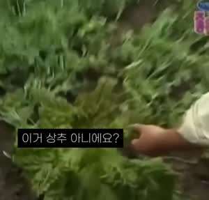 고전_소리] 상추가 촉촉했던 이유?.mp4