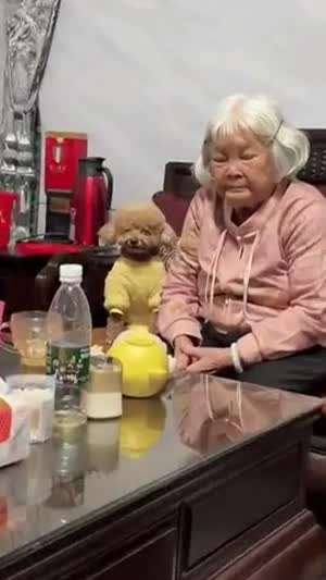 주인 할머니 닮은 강아지.gif