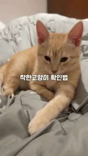 착한고양이 확인법.