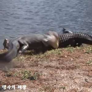 알리에서 코털제거기 사지마라