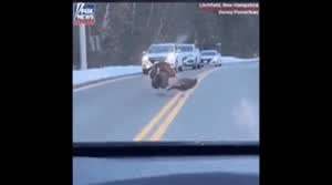 동물들이 보여주는 리더의 품격.gif