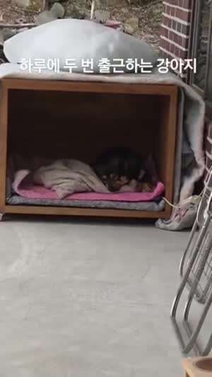 하루에 두 번 출근하는 강아지 ~ 일요일은 일하는 날이에요