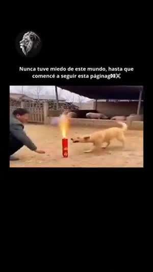 돼지구이가 먹고 싶었던 개.mp4