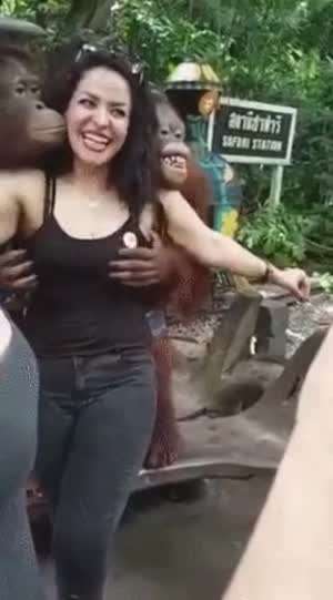 이녀석들 오랑우탄이 아닌것 같아!.gif