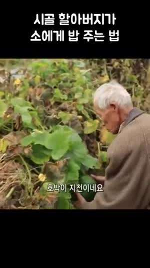 시골 할아버지가 사실 가족과 다름 없다는 소에게 밥 주는 법
