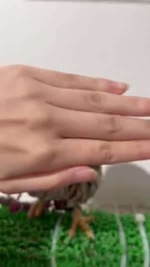 올빼미 눈 앞을 손으로 가리면 이렇게 됨