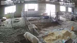 오늘 저녁은 돼지통구이다!.mp4