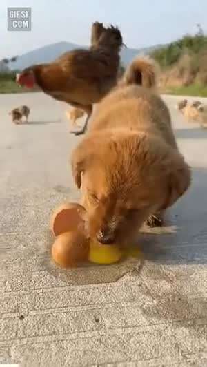 개빡친 어미닭.gif