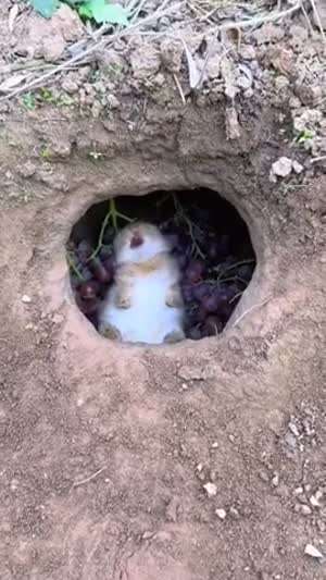 행복한 토끼.mp4