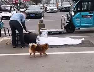 강아지가 사라지는 마술