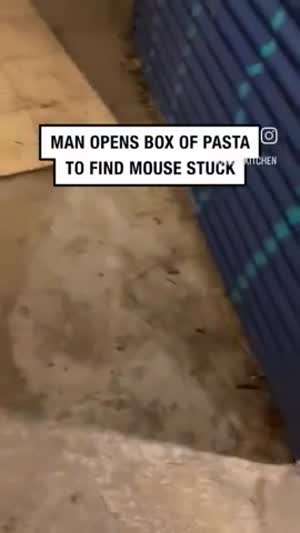 실수로 파스타에 갇힌 쥐