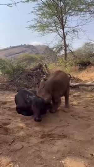 체면이 있다 그거지.....