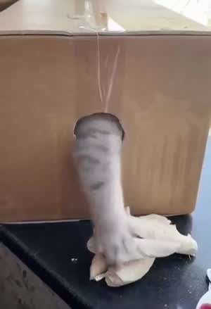 고양이 발톱 짤라주는 방식  2가지