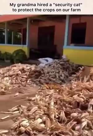 할머니가 채용한 농작물 지킴이