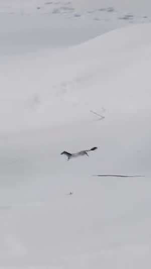 거의 날다시피 달리는 이노마 이름이 뭐지요?