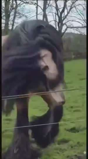 머리털 좀 짤라주지......