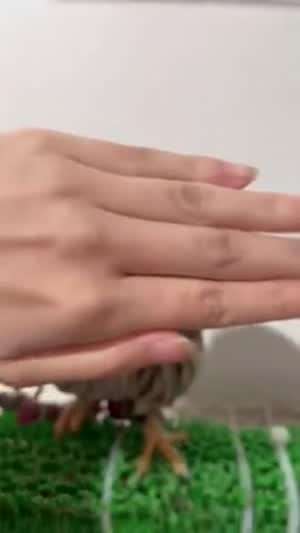 왜 가리는건데?