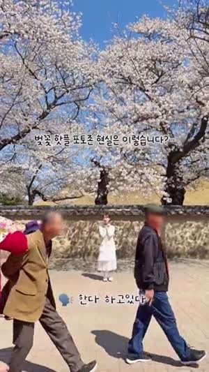 벚꽃 핫플 포토존 현실...mp4