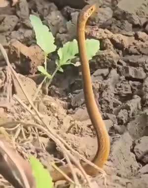 웨이브가 뭔지 보여주지