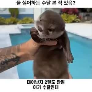 이 정도면 수달이 아니라 땅달