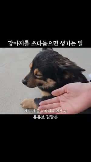 강아지를 쓰다듬으면 생기는 일 / 간식 줬는데 안 줬다고 이르기