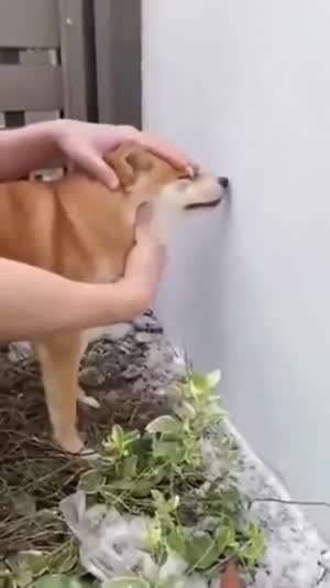 댕댕이 전용 창문