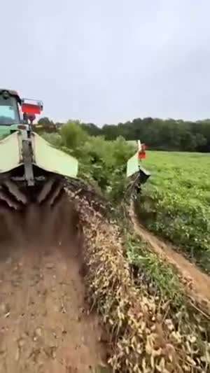 농작물 수확 (미국)