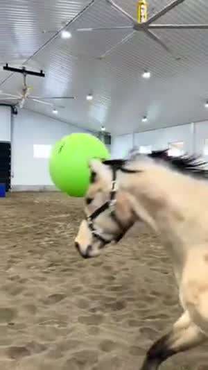 말하고 놀아주는 사람?