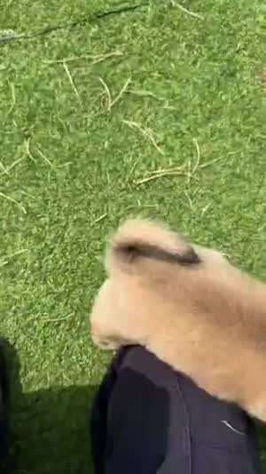 폭력적인 시고르자브종 똥강아지 주웠습니다 (짜짜와 민짜)