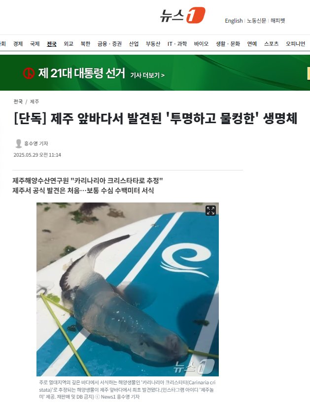 [단독] 제주 앞바다서 발견된 '투명하고 물컹한' 생명체