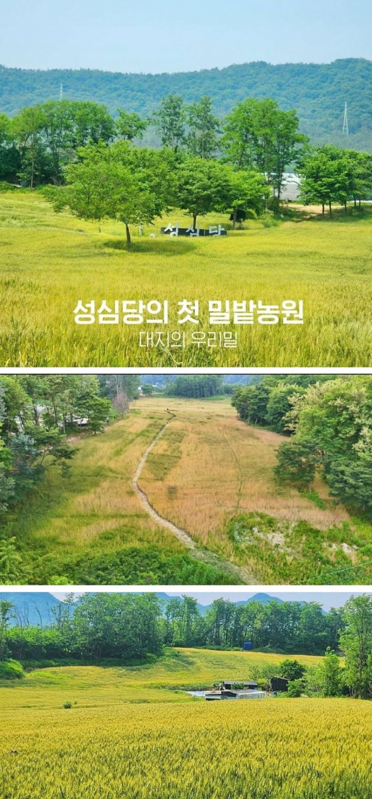 자급자족 시도하는 성심당