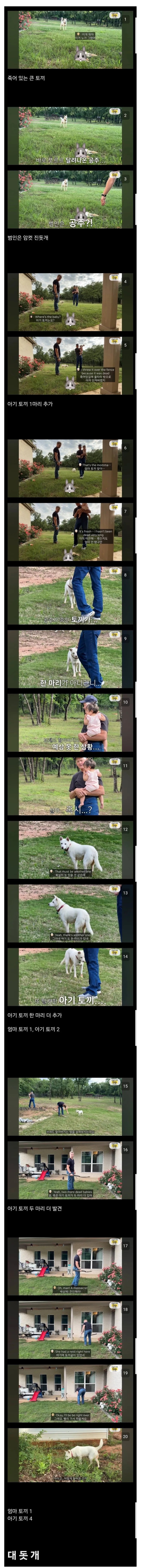 유튜버 올리버쌤이 키우는 진돗개 '공주' 근황