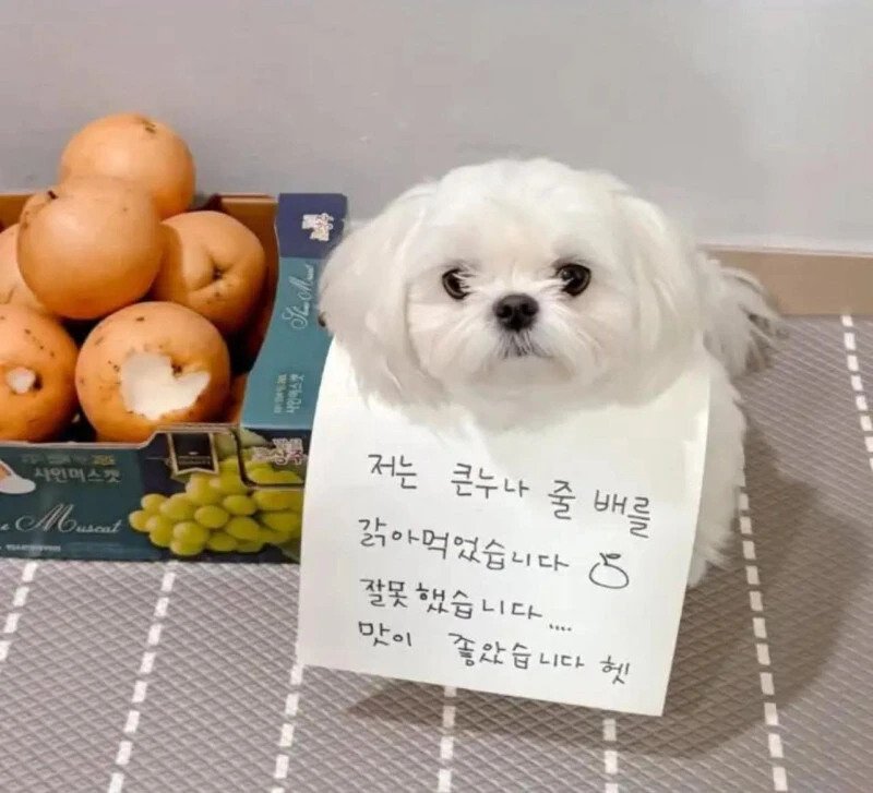 저는 큰 누나의 배를 갉아 먹었습니다.