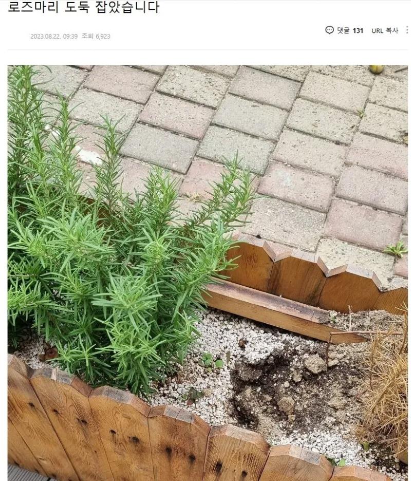 가게 앞 로즈마리 누가 훔쳐갔다는 자영업 사장님 ㄷㄷ