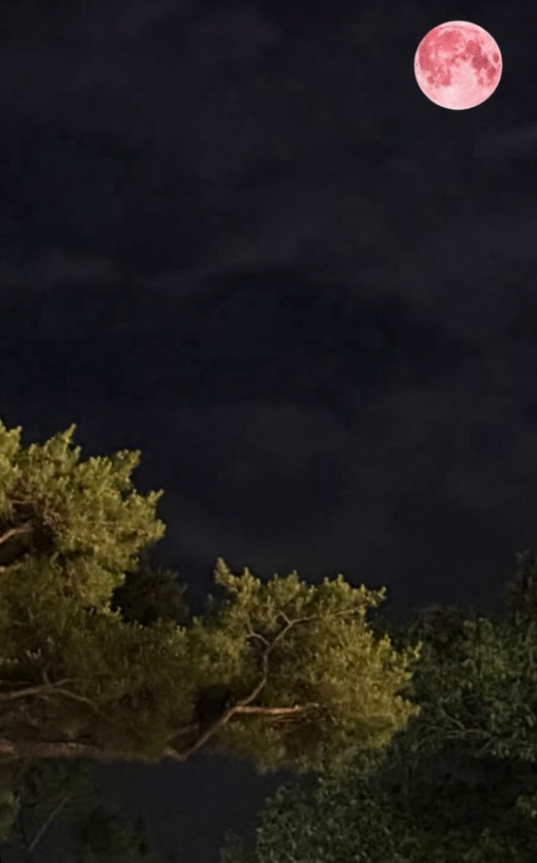 오늘자 ㅈㄴ 이뻤다는 스트로베리 문 근황 ㄷㄷㄷㄷㄷㄷㄷㄷㄷㄷ