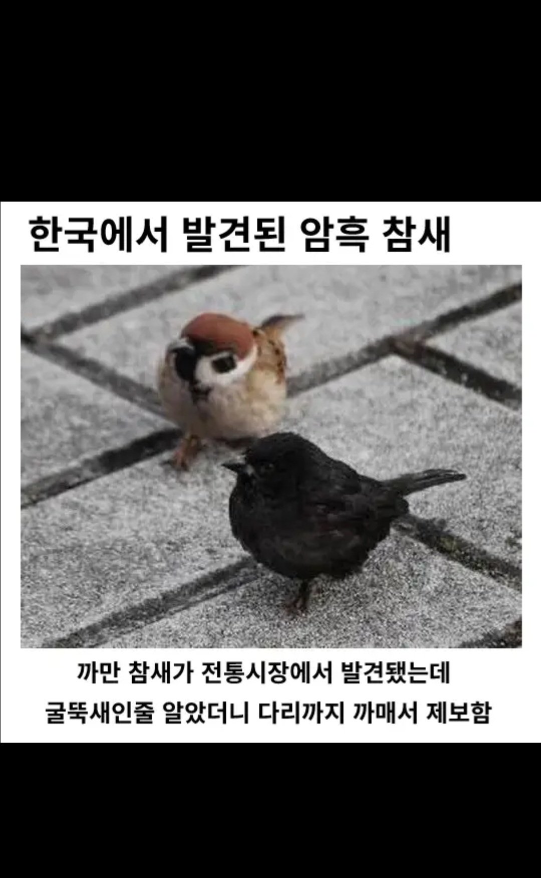 한국에서 발견된 암흑 참새