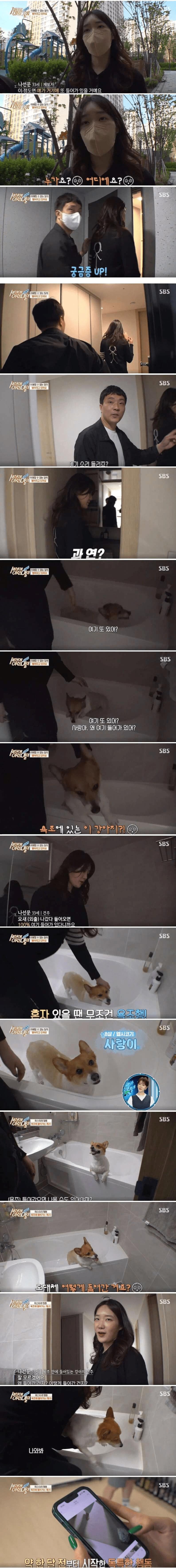 키우는 강아지가 항상 욕조에 들어가 있다는 주인