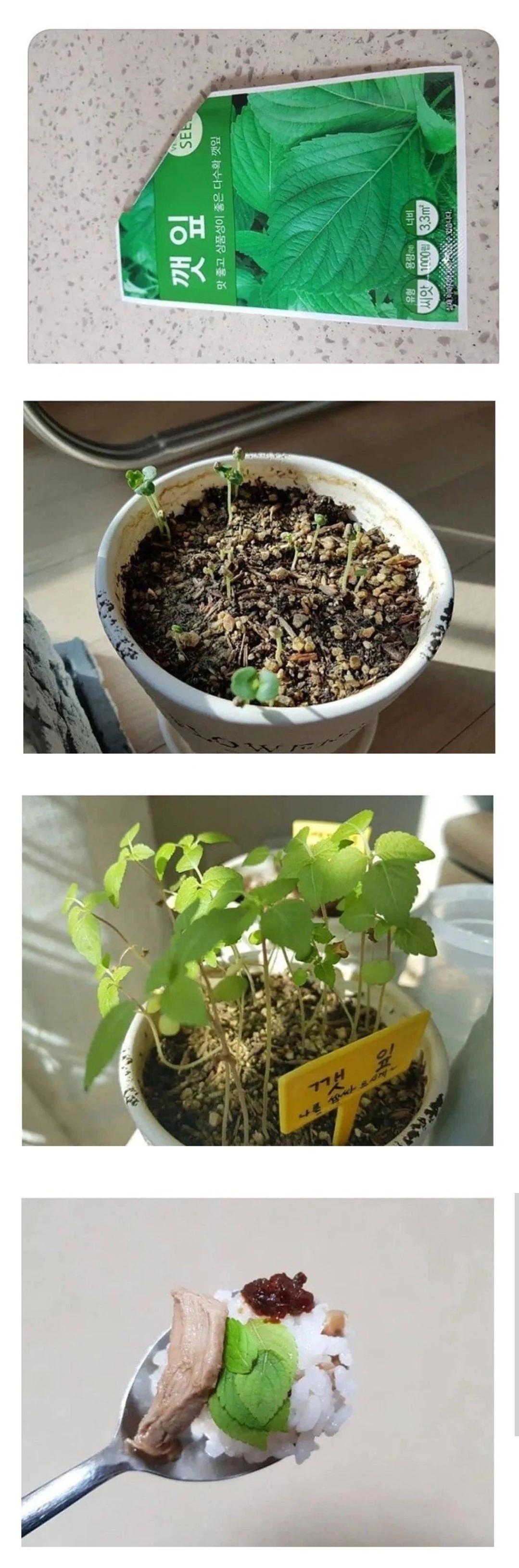 어느 성격급한 사람의 깻잎키우기