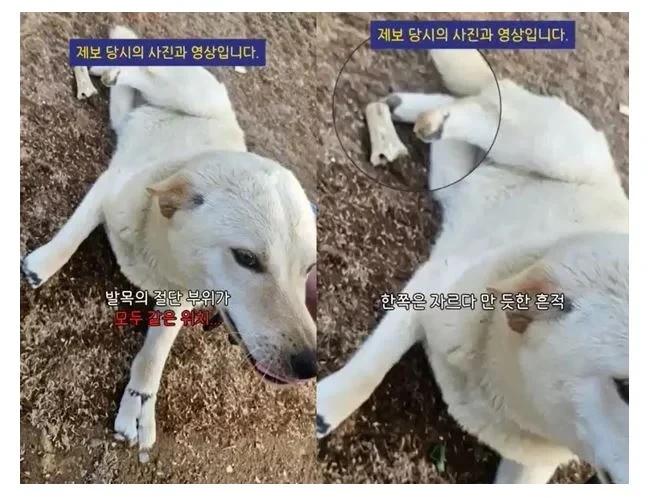 혐)“네 발목 모두 잘린 백구 발견… 극단적 학대 추정”